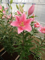 [4295 Benson VH No01.JPG]